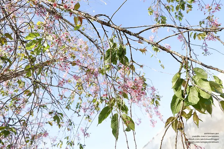 Chùa A Dục Vương Thiền Viện Trúc Lâm Từ Nguyên
