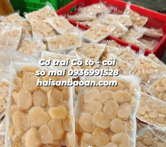 Cơ Trai Cô Tô - Haisanbaoan.com