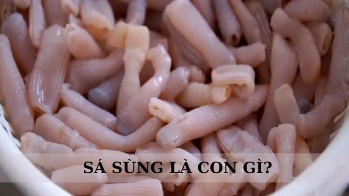 Sá Sùng Là Con Gì? Cách Chọn Mua Và Các Món Ăn Ngon Làm Từ Sá ... Sá Sùng Là Con Gì? Cách Chọn Mua Và Các Món Ăn Ngon Làm Từ Sá ...