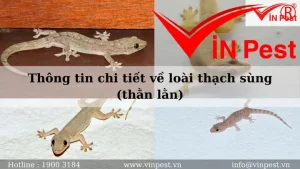 Thông Tin Chi Tiết Về Loài Thạch Sùng (thằn Lằn)