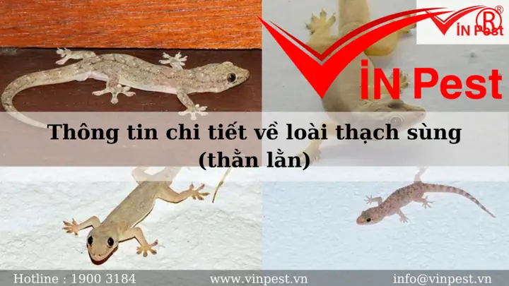 Thông Tin Chi Tiết Về Loài Thạch Sùng (thằn Lằn) Thông Tin Chi Tiết Về Loài Thạch Sùng (thằn Lằn)