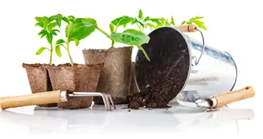 Cây Xanh Đà Nẵng: Công Ty Công Viên Cây Xanh Đà Nẵng: Công Ty Công Viên