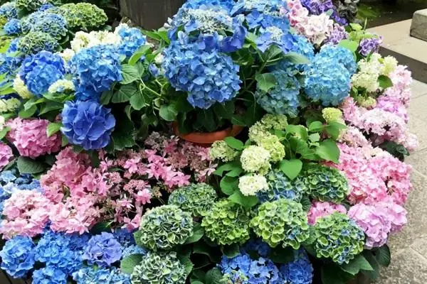 Ý Nghĩa Hoa Cẩm Tú Cầu Theo Màu Sắc