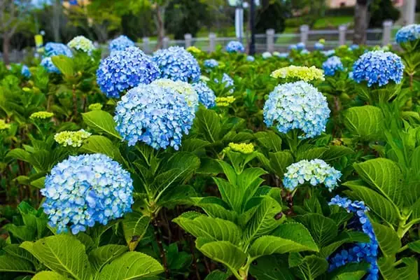 Tưới Nước