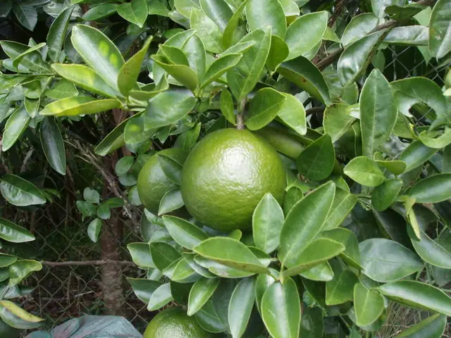 Cam Bố Hạ