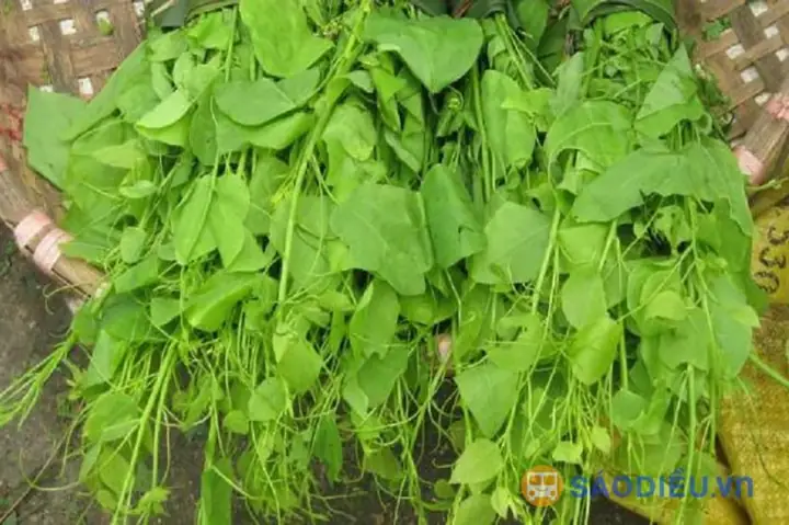 Rau Bò Khai3>