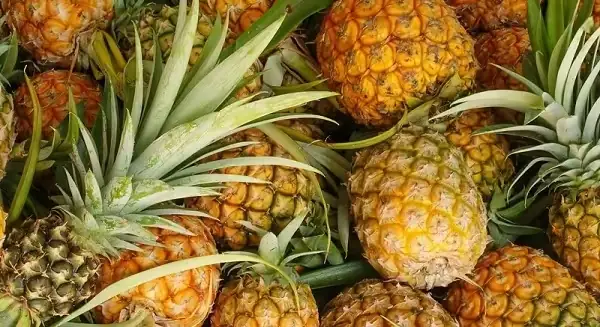 24. Dứa Tam Dương (vĩnh Phúc)
