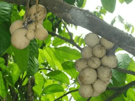 14. Trái Bòong Boong 14. Trái Bòong Boong