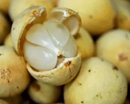 14. Trái Bòong Boong 14. Trái Bòong Boong