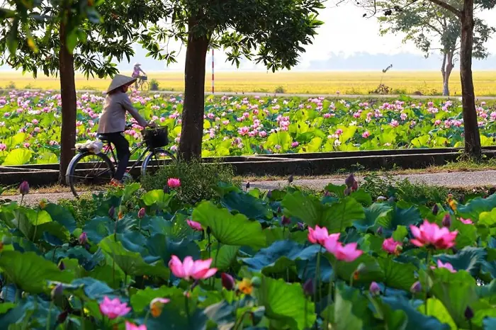 Hoa Sen Nở Vào Mùa Nào Và Những Địa Danh Hồ Sen Đẹp ...