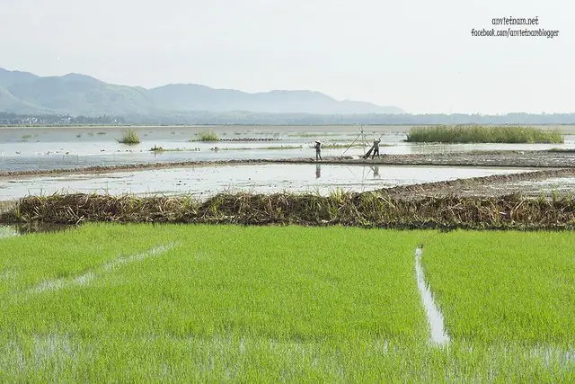 Đầm Trà Ổ Phù Mỹ Bình Định