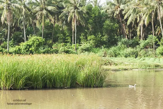 Đầm Trà Ổ Phù Mỹ Bình Định