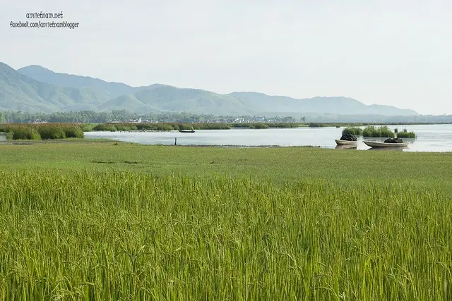 Đầm Trà Ổ Phù Mỹ Bình Định