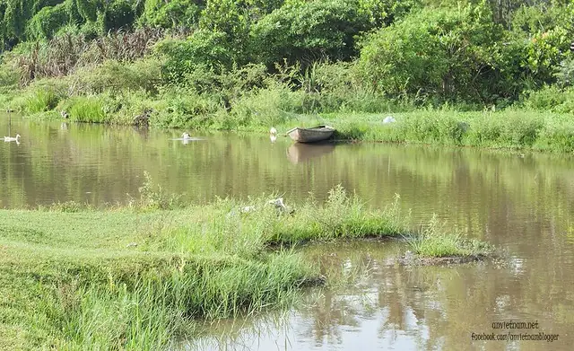 Đầm Trà Ổ Phù Mỹ Bình Định