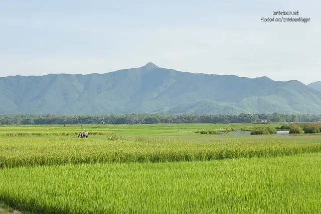 Đầm Trà Ổ Phù Mỹ Bình Định