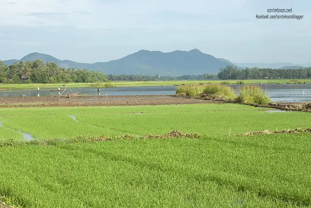 Đầm Trà Ổ Phù Mỹ Bình Định