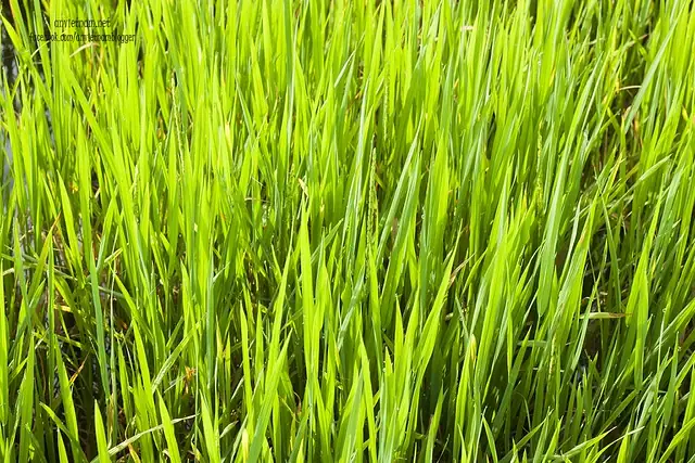 Đầm Trà Ổ Phù Mỹ Bình Định