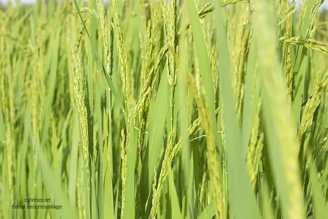 Đầm Trà Ổ Phù Mỹ Bình Định