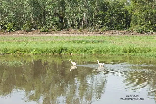 Đầm Trà Ổ Phù Mỹ Bình Định