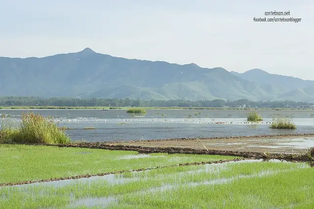 Đầm Trà Ổ Phù Mỹ Bình Định