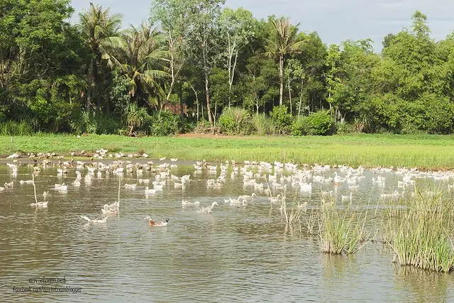 Đầm Trà Ổ Phù Mỹ Bình Định