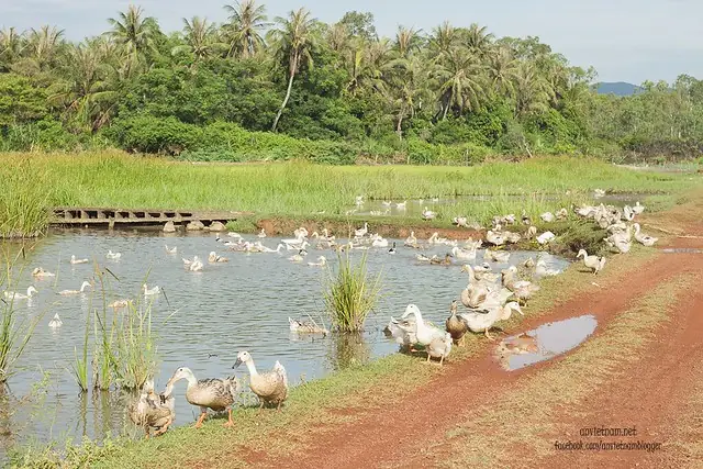 Đầm Trà Ổ Phù Mỹ Bình Định