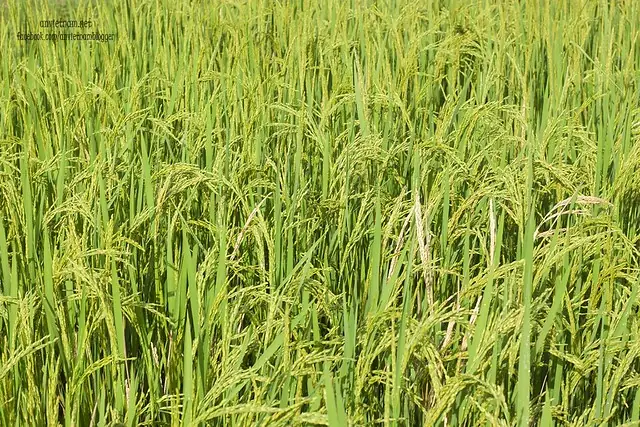Đầm Trà Ổ Phù Mỹ Bình Định