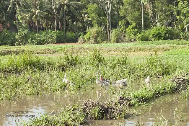 Đầm Trà Ổ Phù Mỹ Bình Định