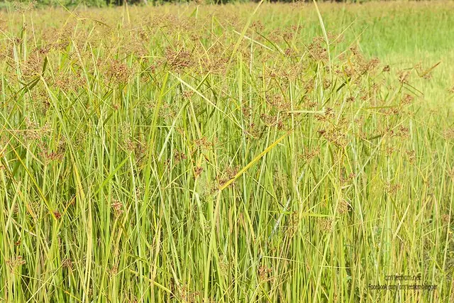 Đầm Trà Ổ Phù Mỹ Bình Định
