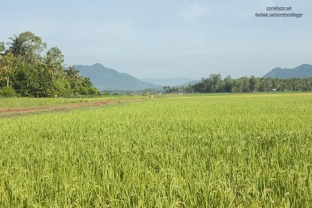 Đầm Trà Ổ Phù Mỹ Bình Định
