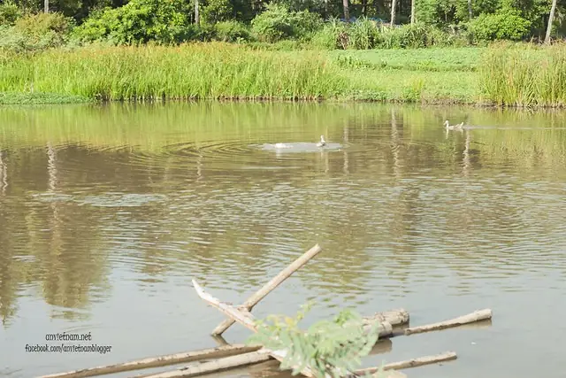 Đầm Trà Ổ Phù Mỹ Bình Định