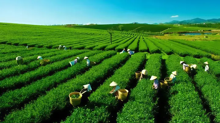 Đồi Chè Kỳ Trung