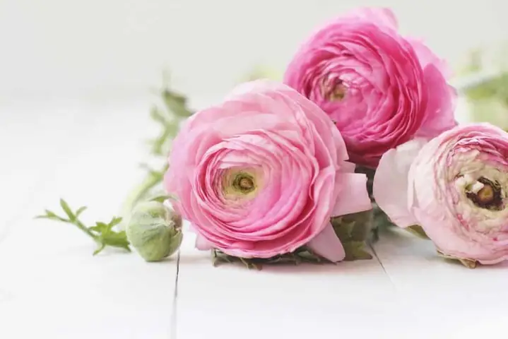 99+ Ý Nghĩa Các Loài Hoa Đẹp Nhất Thế Giới ! (phần 1)