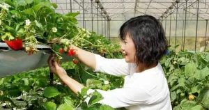 Xây Dựng Đường Phố "dâu Tây Đà Lạt"