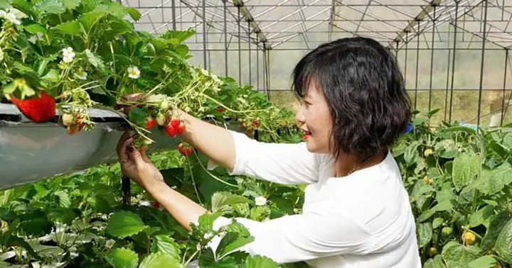 Xây Dựng Đường Phố "dâu Tây Đà Lạt"