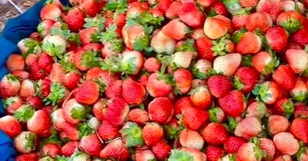 Đi Chợ Đà Lạt Mua Dâu Hay Gặp “hàng Độn” Quả Hư, Quả Dập, Cô Gái ...