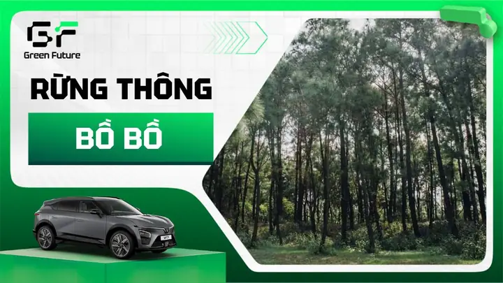 Khám Phá Rừng Thông Bồ Bồ - Chốn Mộng Mơ Ở Gần Đà Nẵng