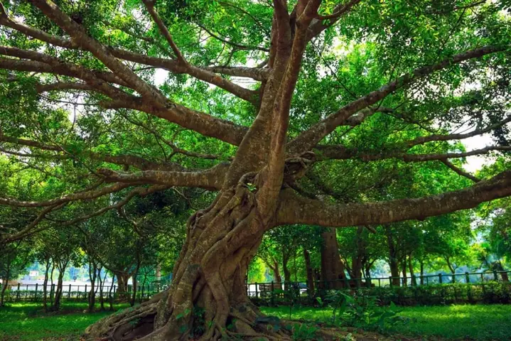 Cây Đăng Cổ Thụ Cây Đăng Cổ Thụ
