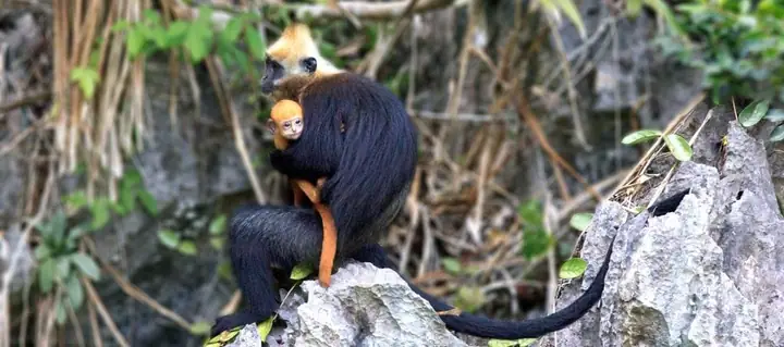 Ngắm Nhìn Các Loài Động Vật Hoang Dã Ngắm Nhìn Các Loài Động Vật Hoang Dã