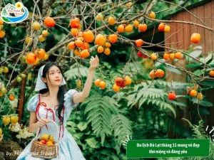 Du Lịch Đà Lạt Tháng 11 Có Gì Đẹp?