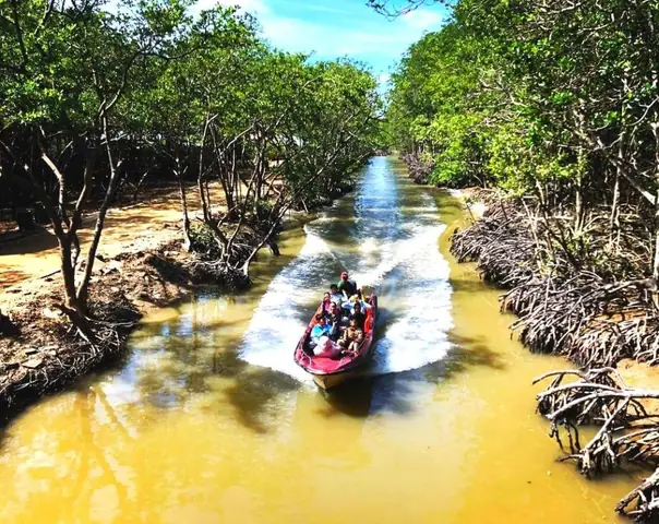 Trải Nghiệm Rừng Ngập Mặn Tại Đảo Khỉ Cần Giờ