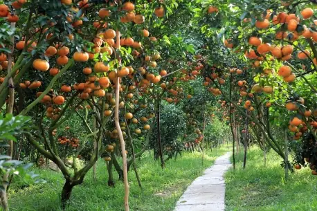 10 Vườn Trái Cây Gần Sài Gòn Nổi Tiếng Ăn Thỏa Thích Giá vé vào vườn trái cây Lái Thiêu