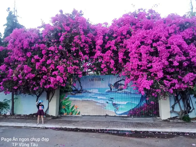 Cây Hoa Giấy (cây Bông Giấy) Được Trồng Làm Cây Gì?