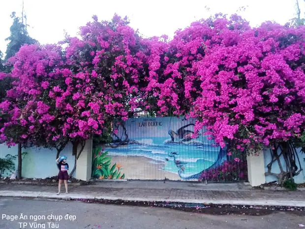 Cây Hoa Giấy (cây Bông Giấy) Được Trồng Làm Cây Gì?