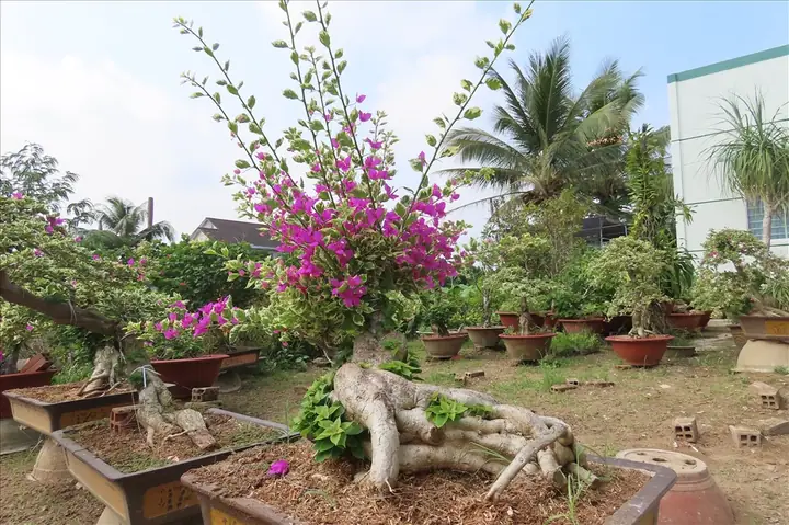 Cây Hoa Giấy (cây Bông Giấy) Được Trồng Làm Cây Gì?