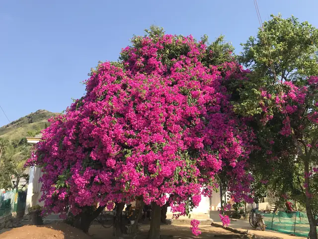 Cây Hoa Giấy (cây Bông Giấy) Được Trồng Làm Cây Gì?