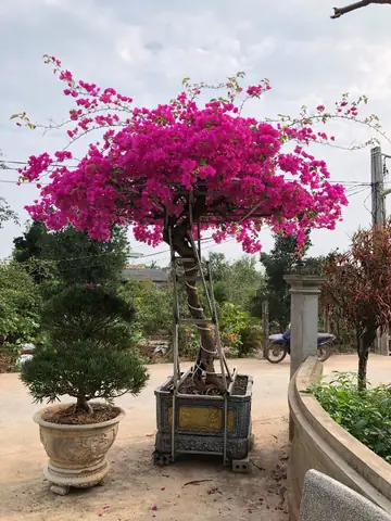 Cây Hoa Giấy (cây Bông Giấy) Được Trồng Làm Cây Gì?