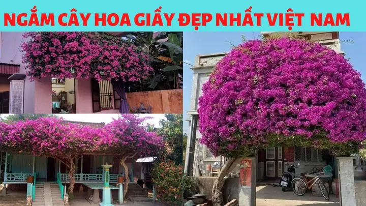 Cây Hoa Giấy (cây Bông Giấy) Được Trồng Làm Cây Gì?