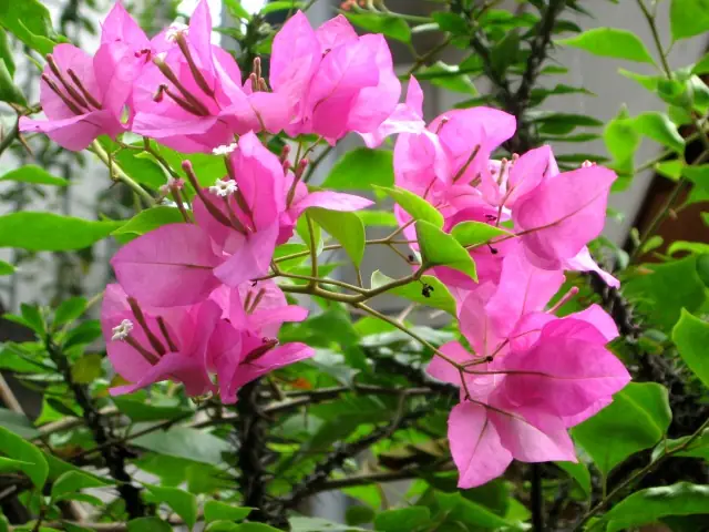 Cây Hoa Giấy (cây Bông Giấy) Được Trồng Làm Cây Gì?