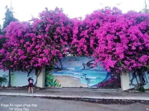 Cây Hoa Giấy (cây Bông Giấy) Được Trồng Làm Cây Gì?